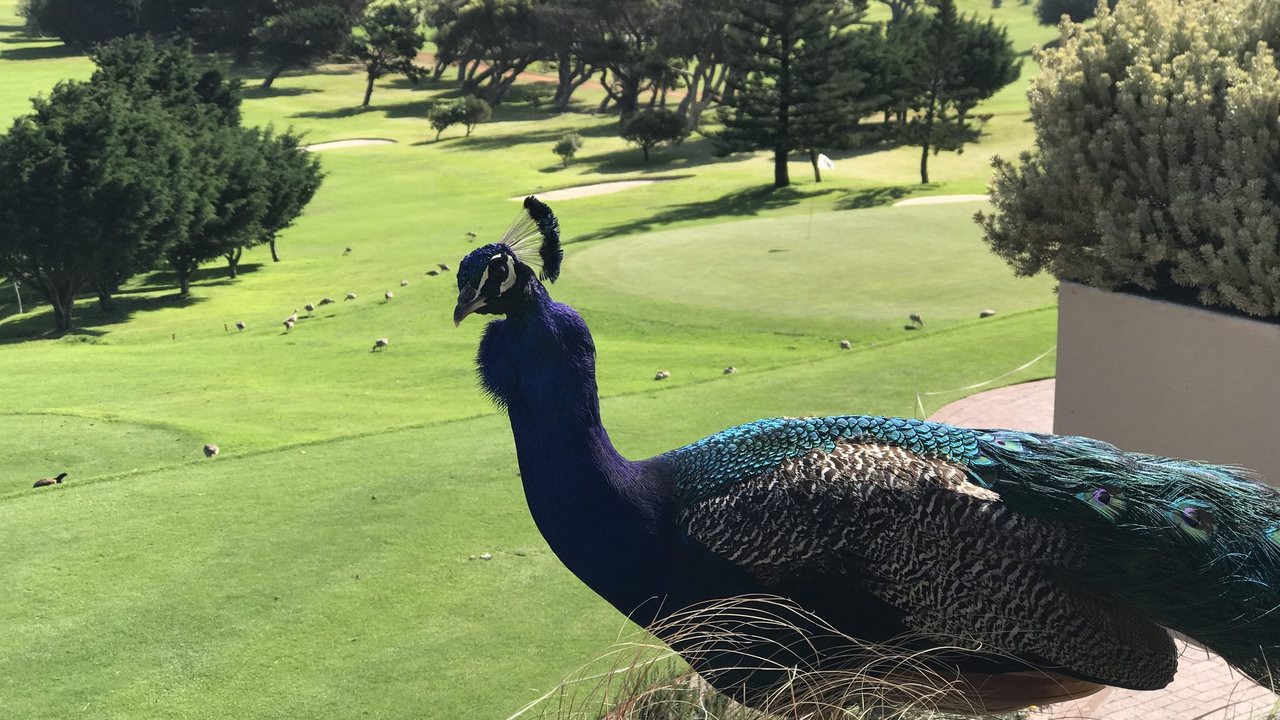 Clovelly Golf Club