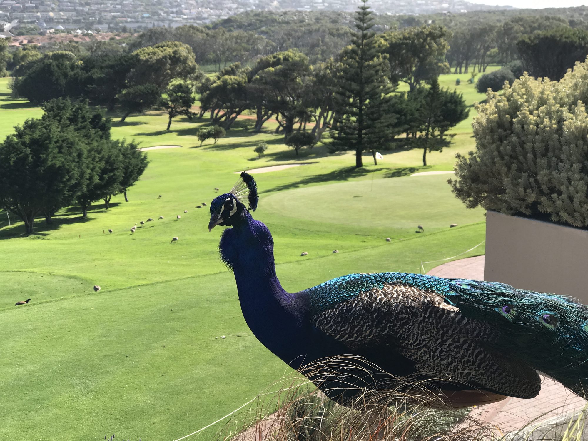 Een pauw op het terras van Clovelly, met de baan en het dal van Fish Hoek erachter